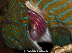 Grouper and cleaner shirmp by Gabriele Pastonchi 